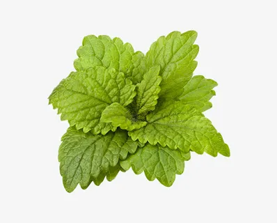 绿色的菜叶子免抠 绿色的菜叶子免抠