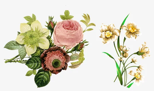 高清花卉PNG免抠