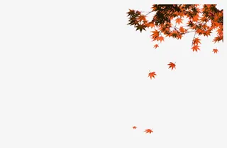 枫叶免抠