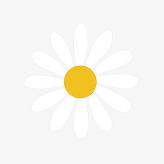 白色小菊花花朵小雏菊手绘装饰透明背景