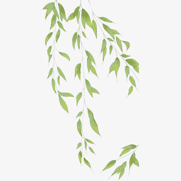 绿色的柳叶免抠