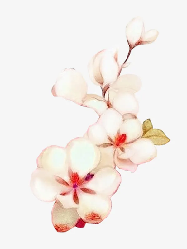 一直手绘梅花免抠