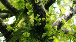 参天大树的绿叶与枝干免抠