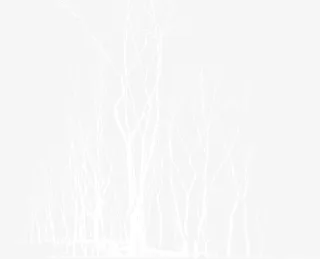装饰用白色枯树枝免抠