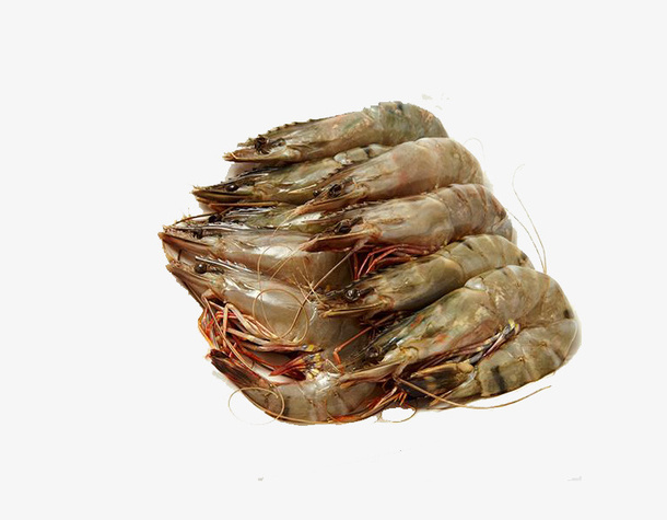 一堆浅水黑虎虾免抠