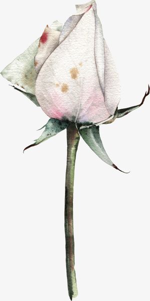 文艺清新花草海报设计装饰免抠