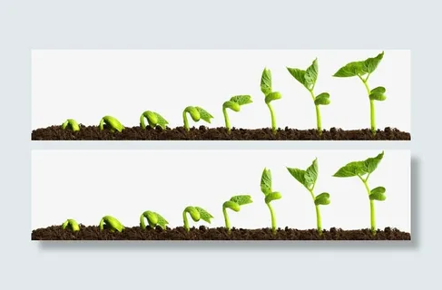 生长的植物种子免抠