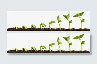 生长的植物种子免抠