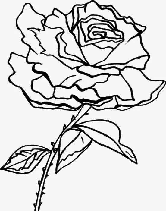 千层花朵免抠