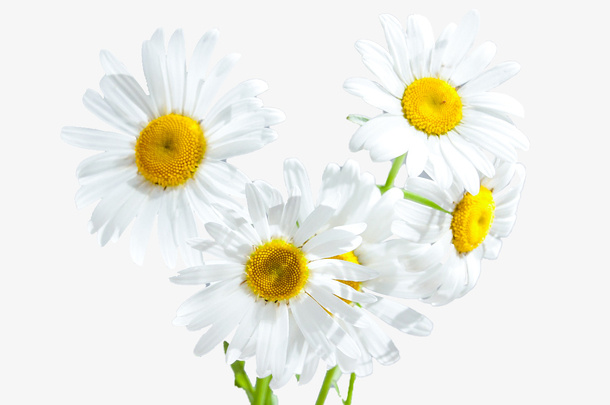 罗马洋甘菊精油素材免抠