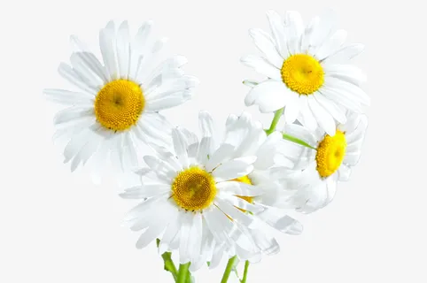 罗马洋甘菊精油素材免抠 罗马洋甘菊精油素材免抠