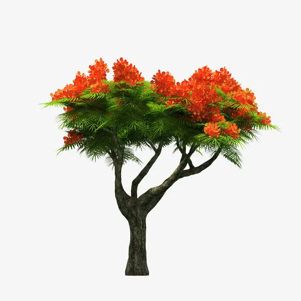 花树免抠