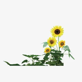 向日葵矢量图免抠
