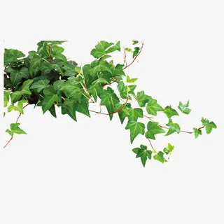 爬山虎免抠