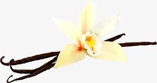 彼岸桃花主页装修免抠