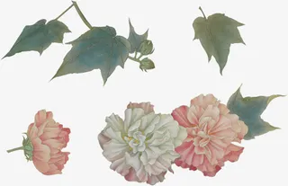 手绘牡丹花绿叶免抠