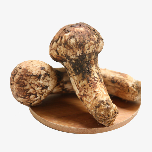野生菌菇免扣素材免抠