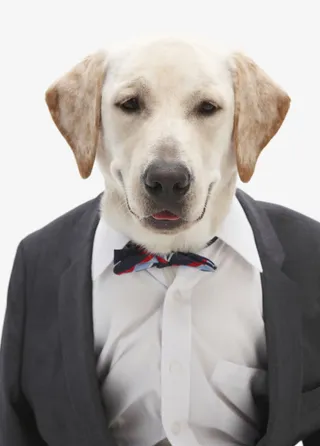 拟人拉布拉多犬免抠