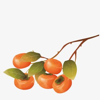 矢量秋季果实免抠