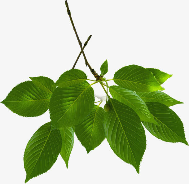 绿色树叶春天树枝免抠