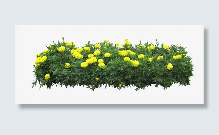 黄色菊花免抠