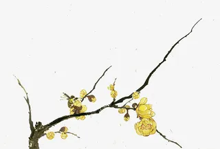 腊梅彩绘腊梅素材免抠