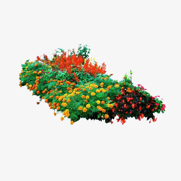 花草孔雀草免抠
