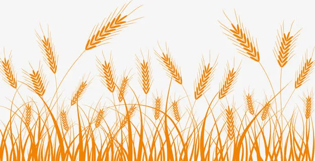 麦穗免抠