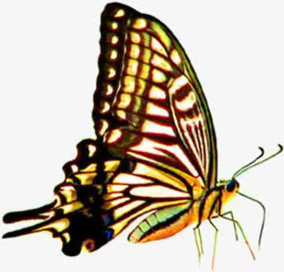 创意合成花蝴蝶效果造型免抠