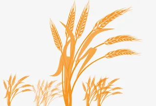 麦子素材图片免抠