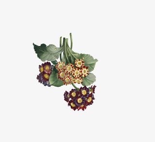 彩色复古花卉免抠