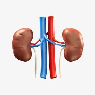 3D肾脏医学插画免抠