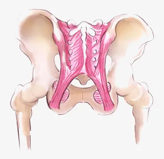 手绘骨盆肌肉插图免抠