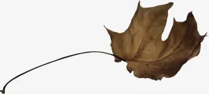 秋天颓废枯树叶免抠