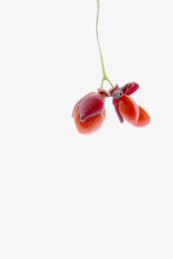 黄色花瓣免抠