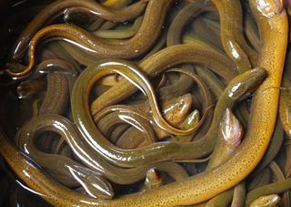 一群清水鳝鱼免抠