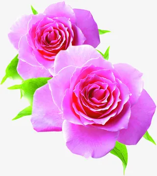 枚红色玫瑰花洗发露护发素海报设计免抠