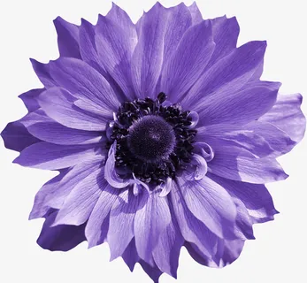 紫色花朵免抠