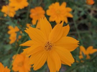 黄色的小花朵哟高清