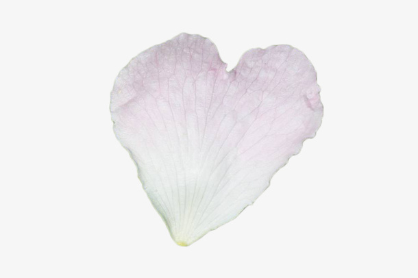 心形白色花瓣免抠