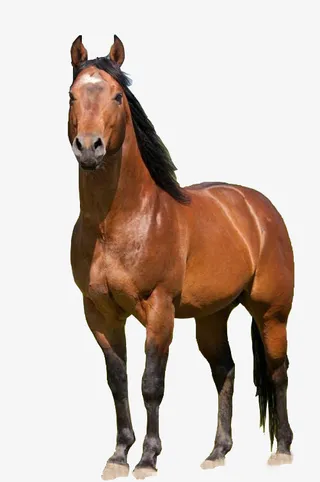 棕色骏马千里马免扣素材免抠