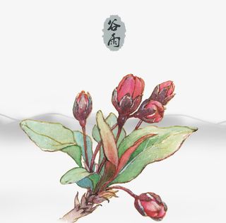 谷雨节气中国风水彩淡雅装饰主题免抠