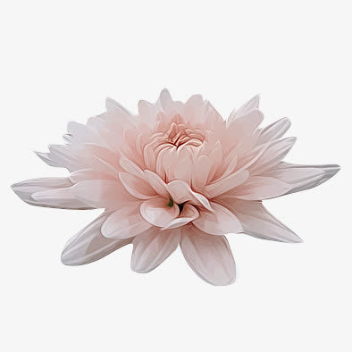 花蕊花瓣花朵鲜花免抠
