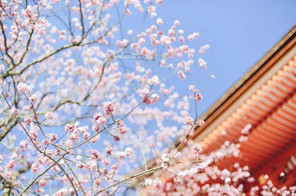 清清樱花风景壁纸免抠