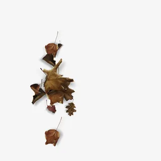 枯萎的叶子免抠