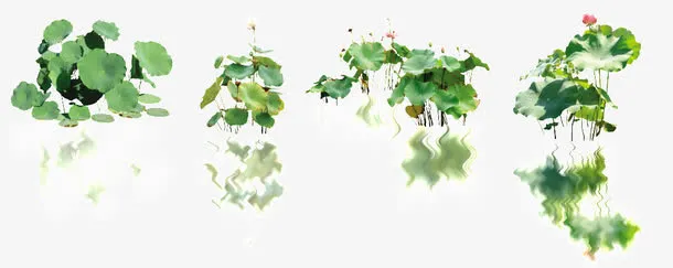 水面荷花PNG素材免抠