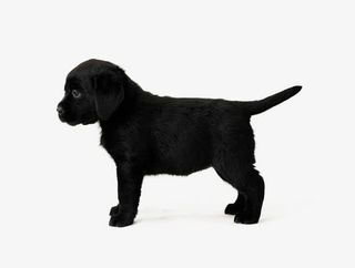 可爱的小动物素材图片免抠