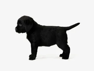 可爱的小动物素材图片免抠