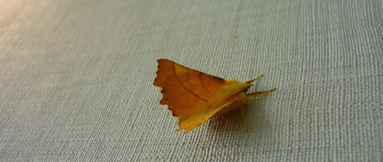 纹理背景高清 纹理背景高清
