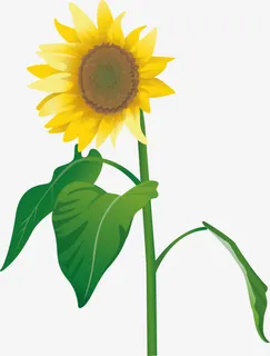向日葵花朵png图免抠